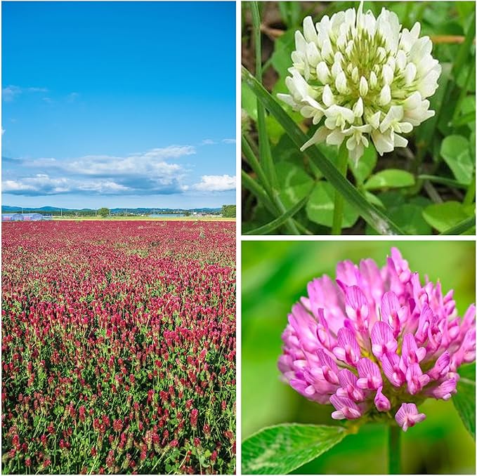 Clover Trio Seed Blend โ Premium 5 Lb Bulk ~896,000 Seeds โ Red, White & Crimson Clover โ Cover Crop & Soil Enrichment Mix