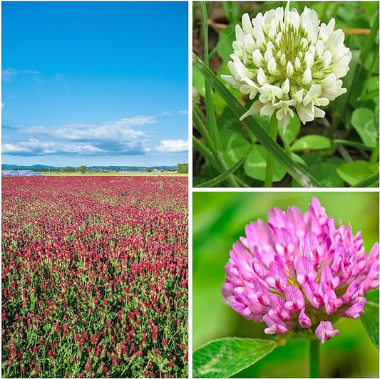 Clover Trio Seed Blend – Premium 1 Lb ~179,200 Seeds – Red, White & Crimson Clover – Cover Crop & Soil Enrichment Mix