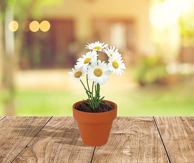 BUZZY Daisy Seeds & Genuine Terracotta 5cm Mini Pot Bulk Pack (20 Count), Includes 20 Each of pots, Soil pellets and Seeds - Great for Favors, Crafts, School Projects - Guaranteed to Grow