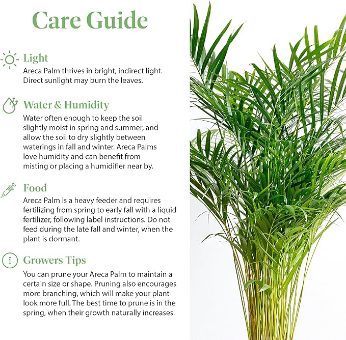 American Plant Exchange Live Areca Palm – 6-Inch Pot – Tropical Houseplant with Feathery Green Fronds, Pet-Friendly Easy Care Indoor Plant for Homes, Offices, Apartments & Decorative Spaces