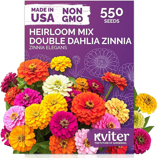 KVITER 550 Dahlia Zinnia Seeds for 2025 Mix (Zinnia Elegans) – Double Blooms, Heirloom & Organic – Flower Seeds for Planting Outdoors in Garden, Containers, Flower Beds. Ideal for Cut Flowers