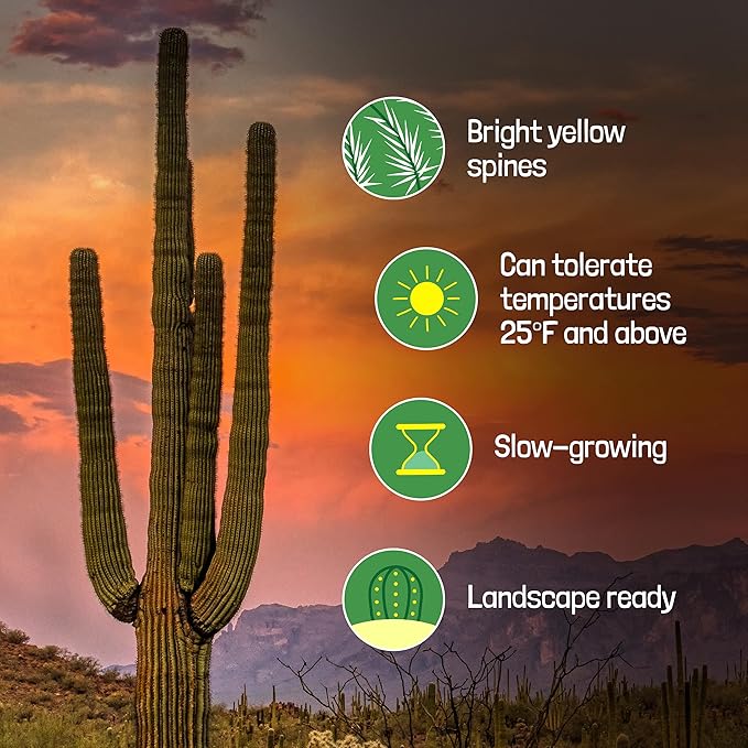 Cactus Outlet - Live Saguaro Cactus, Cactus Plants Live, Large Outdoor Live Cactus 1’ - Rare Large Live Cactus - Landscape Ready Large Cactus Plant Live Delivered Right to Your Door