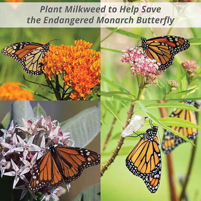 Bentley Seeds Co. Seed Packets for Planting - Party Favors for Indoors and Outdoors Gardening - Non GMO, Non-Coated - Bulk Pack of 25 Milkweed (Common, Showy & Butterfly Mix)