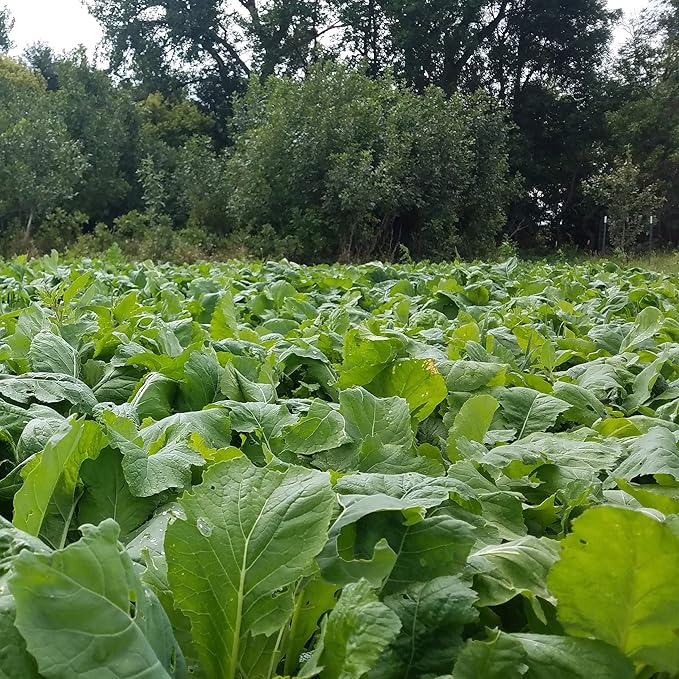 Seeds of Science Pro Brassica Blend (2)