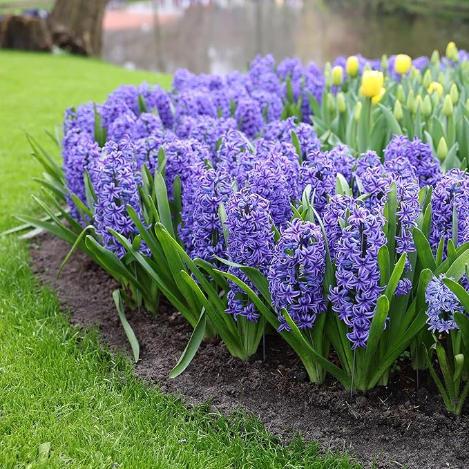 Garden State Bulb Blue Jacket Hyacinth Flower Bulbs, 15/16cm, Fall Planting (Bag of 25)