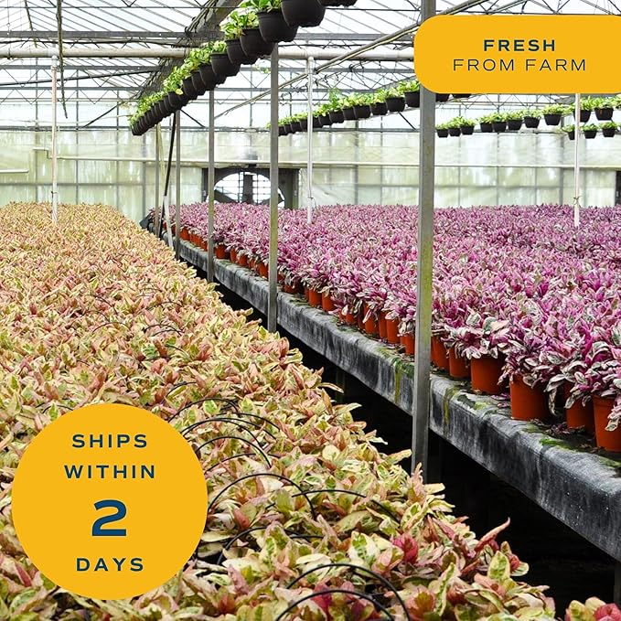 Costa Farms Money Tree Live Plants, Pack of 2 | Easy to Grow Indoor Houseplants in 10-Inch Plant Pots | 3-4 Feet Tall Bonsai | Home, Office, or Room Decor | Birthday, Housewarming Gift