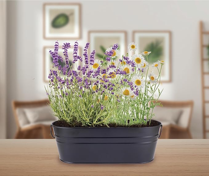 Buzzy Seeds Chamomile Lavender Seed Grow Kit, Wellness Inspired Mini Garden Windowsill Planter, Indoor Herb and Flower Starter Set, Gardening Gift for Her, Birthday Present for Gardeners