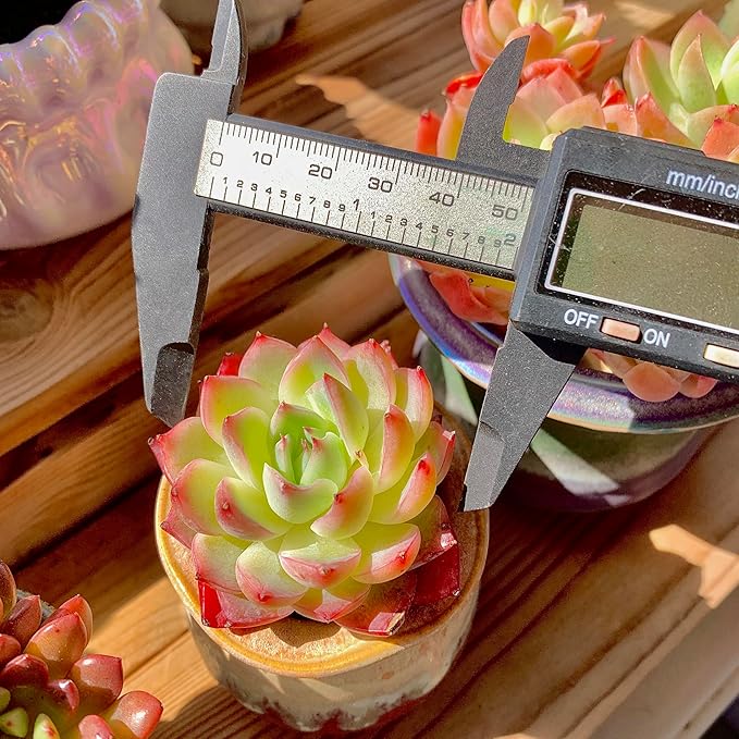 Echeveria Crystal Rose Rare Live Succulent Plants, Mini Pink 1 Head 2" Live Plant,Bare Root Without Pot Soil,Garden Indoor Office Desk Wedding Party Baby Shower Decoration, Friend Plant Lovers Gifts