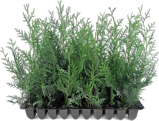 Leyland Cypress | 50 Live Plants | Cupressocyparis leylandii | Fast Growing Privacy Trees, Evergreen Landscape Plants, Drought Tolerant, Low Maintenance, Windbreak, Hardy