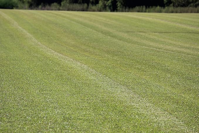 Centipede Grass Seed for a Dense Green Lawn, NO Mulch, 1 lb Coated Seeds, Sun and Moderate Shade Tolerant Lawn Seeding and Turf Patch Repair, Southern Southeast US, Low Fertilizer Low Maintenance