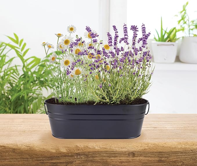 Buzzy Seeds Chamomile Lavender Seed Grow Kit, Wellness Inspired Mini Garden Windowsill Planter, Indoor Herb and Flower Starter Set, Gardening Gift for Her, Birthday Present for Gardeners
