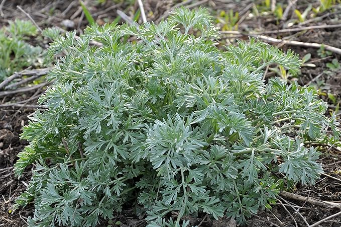 Organic Wormwood Seeds (Artemisia Absinthium) 1000 Seeds (0.1 Grams) - Wormwood, Absinthe, Mingwort, Warmot, Yang-ai Seeds for Planting