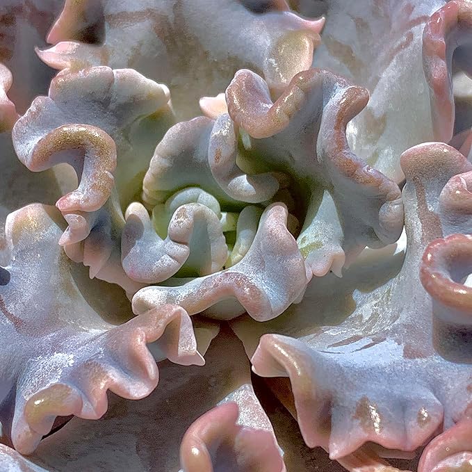 FWPP Echeveria 'Crispate Beauty' Live Succulent 3.5 Inch Potted Plant, Easy Care Indoor Houseplant, Real Succulent Gift for Home or Office Decor