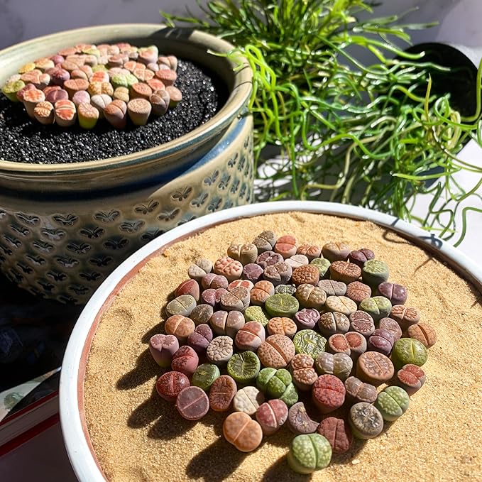 Lithops Random Mix Rare Live Succulent Plants, 30/50/100 Pcs Succulent Live Plant, Bare Root Without Pot & Soil, Indoor Office, Friend Plant Lovers Gifts