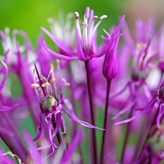 Easy to Grow Allium Purple Sensation 20 Plant Bulbs - Purple Globe Flowers in Spring to Summer, Outdoor Full Sun