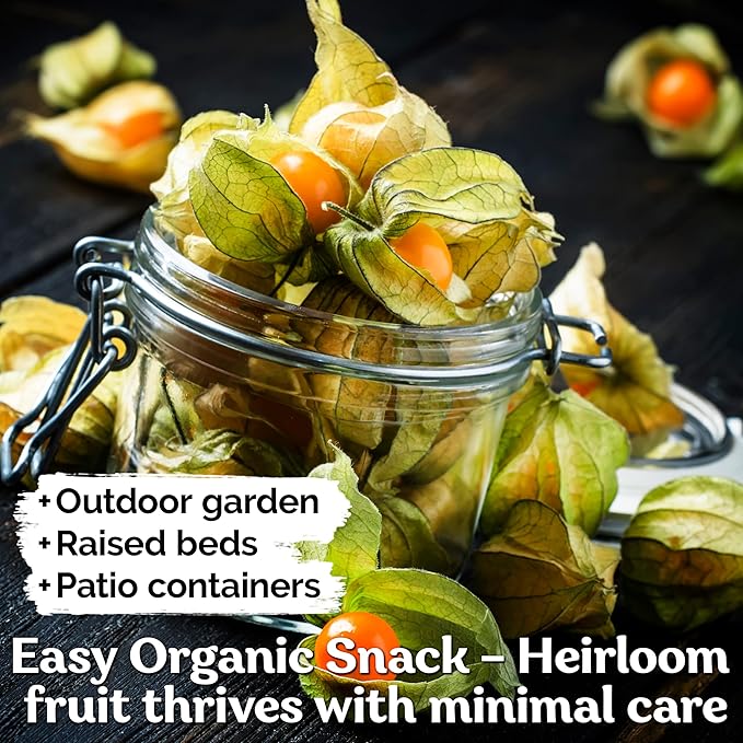 KVITER 650 Aunt Molly Ground Cherry Seeds for Planting (Physalis pruinosa) – Non GMO & Heirloom Pineapple Ground Husk Cherry Tomatoes, Organic Fruit Seeds – Tropical Flavor Berries