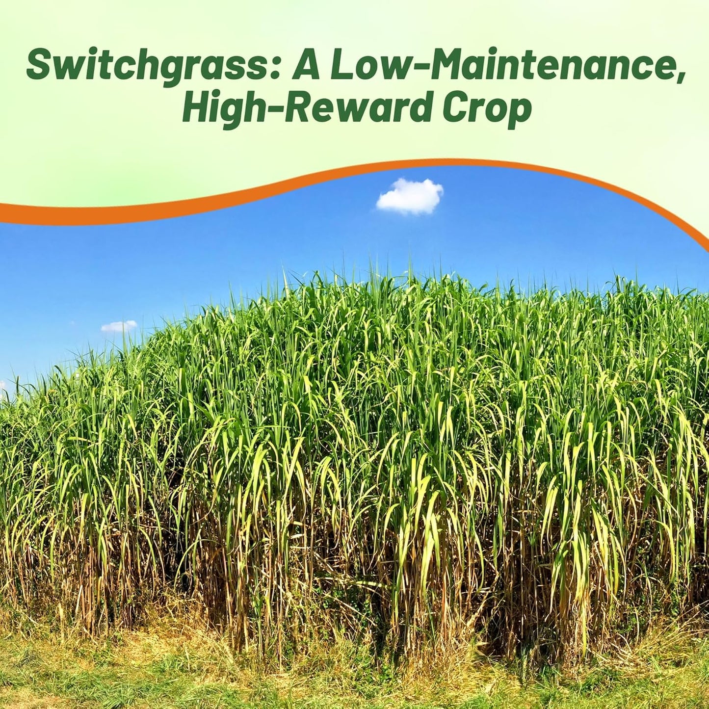 Outsidepride Switchgrass Seed - 25 lbs. Perennial Hardy, Drought & Flood Tolerant Native Grass Seed Ideal Fast-Growing Grasses for Erosion Control, Wildlife Forage & Food Plots, Thrives in Poor Soil