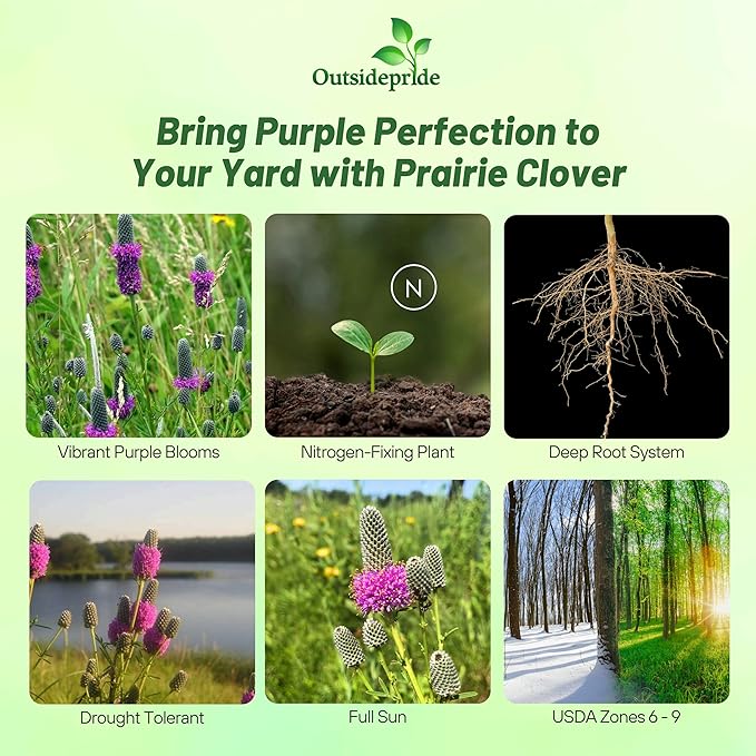 Outsidepride Purple Prairie Clover Seeds - 1 lb. Perennial Seeds for Planting, Easy to Grow, Drought & Heat Tolerant, High Protein Forage for Livestock, Ideal for Meadow Gardens, & Xeriscaping