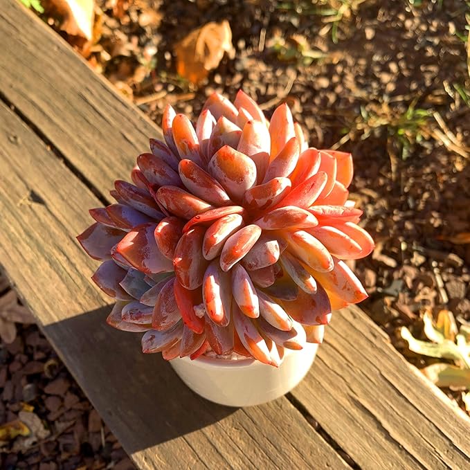 FWPP Succulent Plants Live Echeveria Orange Monroe,3-4 Head 3.5 inches Pink Mini Plants,Bare Root Without Pot Soil Live Plants,Wedding Garden Indoor House Baby Shower Decor Friend Plant Lover Gift