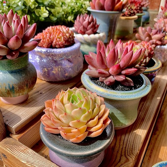 Echeveria Onslow Rare Live Succulent Plants, Orange 1 Head 2.5" Live Plant, Package Without Pot & Soil, Garden Indoor Office Desk, Wedding Party Baby Shower Decoration, Friend Plant Lovers Gifts