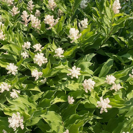 Outsidepride American Spikenard Seeds - 500 Pcs. Perennial, Hardy, Versatile & Pollinator Friendly, Herb Seeds for Planting Aromatic Foliage with Showy White Blooms for Wildlife Gardens & Easy Growth