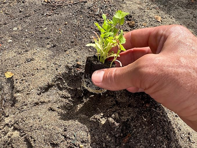 Herb Seedlings: Ready-to-Plant Seedlings, Starts, Plugs, Garden-Ready, Live Plants, Transplants, Pre-sprouted, for Soil & Hydroponic Gardens (Small (12 seedlings))