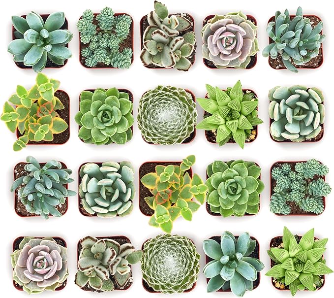 Shop Succulents Mixed Succulent Plant Pack 2" Grow Pot Pack of 100