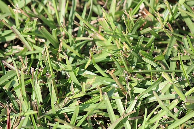 Centipede Grass Seed 5 Pound