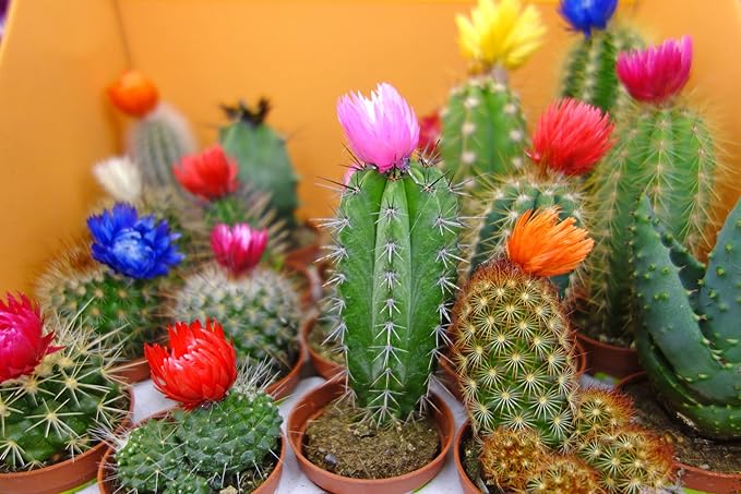 Seeds Succulent Cactus Cacti Variety Mix - 25 Seeds