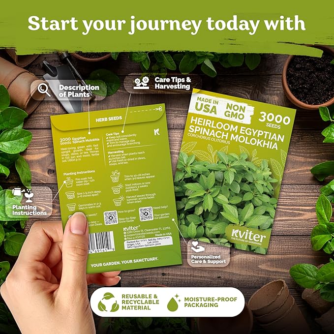 KVITER 3000 Egyptian Spinach Seeds - Molokhia (Corchorus Olitorius) – Jute Leaves, Ewedu, Rau Day, Saluyot Vegetable Seed – Non GMO & Heirloom Vegetable Seeds for Planting Outdoors & Indoors