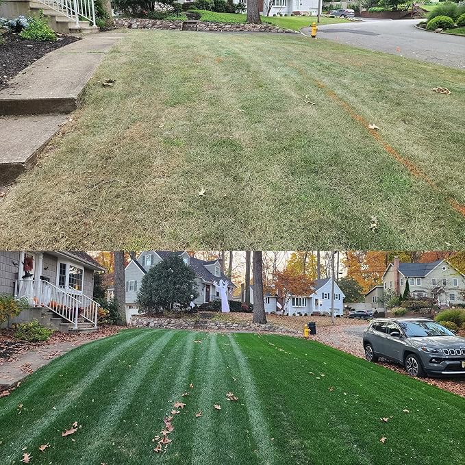 NightShift (Formerly Blackout) Kentucky Bluegrass & Perennial Ryegrass Grass Seed (10 lbs)