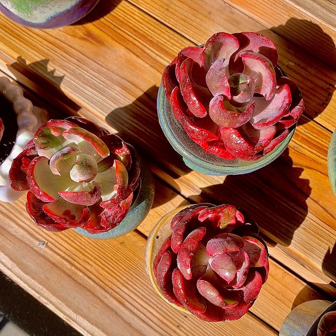 FWPP Cotyledon orbiculata ‘Variegated Heart of Moon’Live Succulent Plant in 2 Inch Pot, Red-Edged Variegated Leaves, Fully Rooted Easy Care Houseplant, Great Gift for Plant Lovers & Indoor Decor