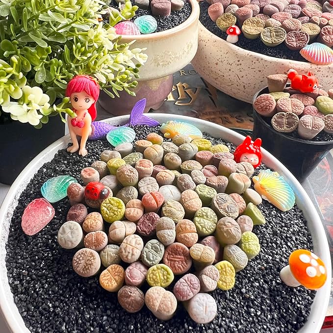 Lithops Large Random Mix Rare Live Succulent Plants, 30/50/100 Pcs 3 Years Bulk Succulent Live Plant, Bare Root Without Pot Soil, Garden Indoor, Plant Lover Gifts
