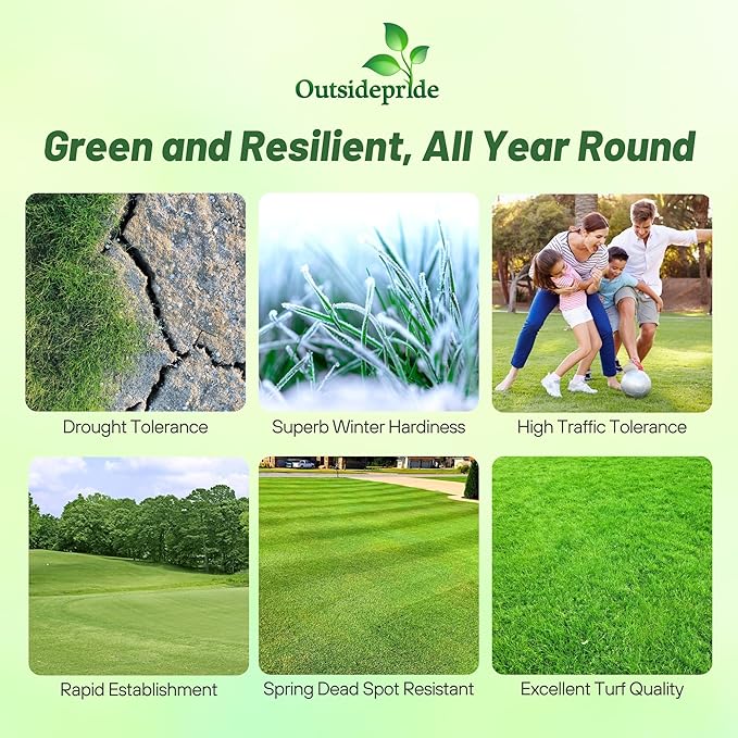 Outsidepride Yukon Bermuda Grass Seed - 1 lbs Cold & High Traffic Tolerant, Premium Hybrid Bermuda Turf Grass Seeds for Lawn, Ideal Low Maintenance Seed Grass for Colder & Challenging Area