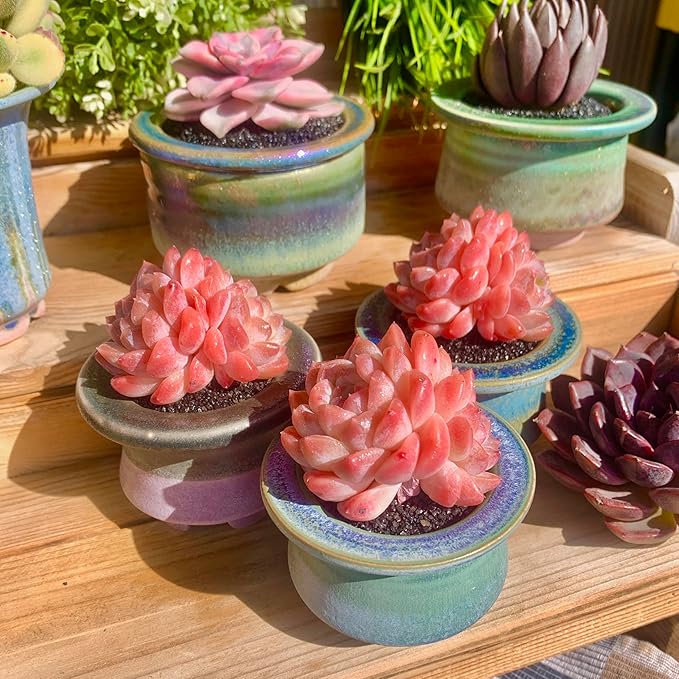 FWPP Live Succulents Plants Echeveria Ruby 2.5 inches,Rare red Succulents Bare Root Without Pot Soil, Live Plants Indoor Office Decoration Wedding and Gift