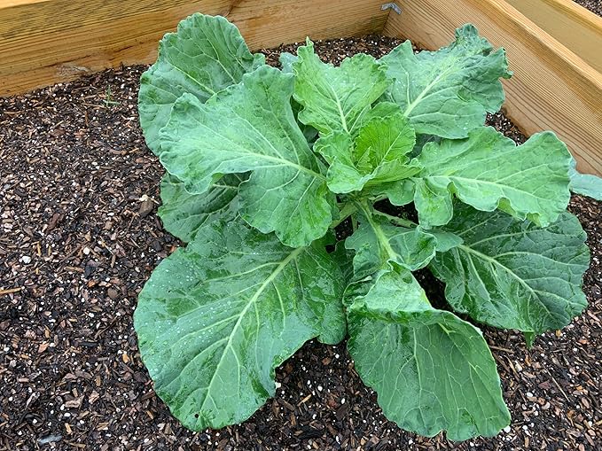 1000+ Georgia Southern Collard Greens Seeds for Planting - Heirloom, Non-GMO, USA Grown