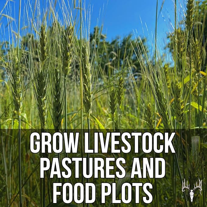 Crooked Bend Last Resort, 25LB Bulk Size, Food Plot Seed for Deer, Mix of Cereal Grain Rye, Wheat, Triticale, Barley, & Oats, Pheasant, Turkey, Dove, Wildlife & Whitetail Hunting Foodplots & Pasture