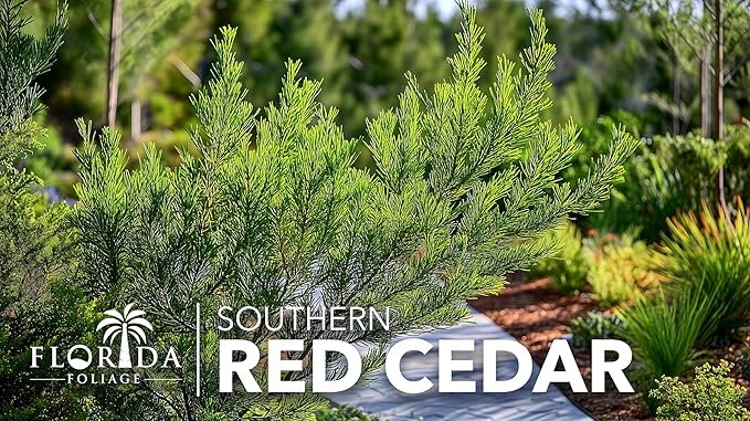 Southern Red Cedar | 2 Live Gallon Size Pots | Juniperus Virginiana Silicicola | Evergreen Privacy Trees | Native Landscape Plants