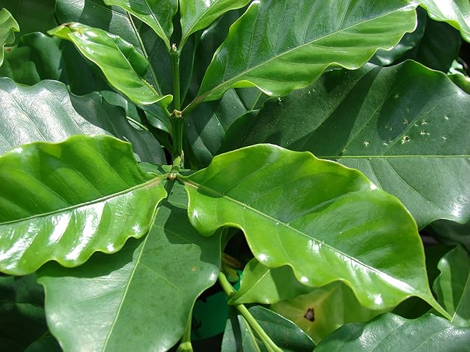 Arabian Coffee Tree Seeds – Coffea Arabica | Evergreen Perennial | Fragrant Blooms & Homegrown Coffee Beans