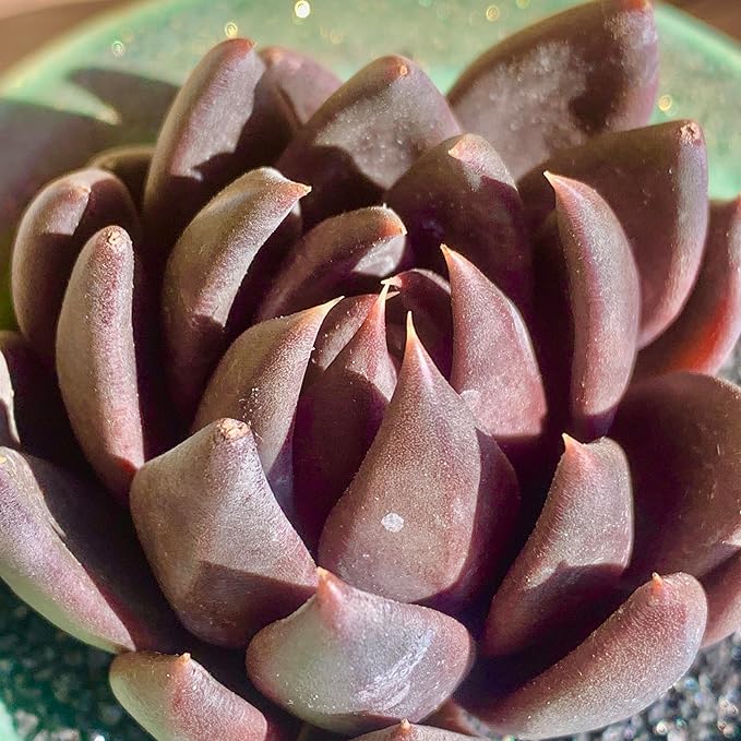 FWPP Live Succulents Plants Echeveria Affinis 2 inches,Rare Black Succulents Bare Root Without Pot Soil, Live Plants Indoor Office Decoration Wedding and Gift