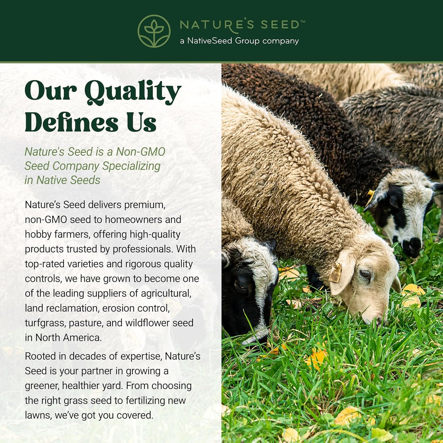 Nature's Seed Northern Sheep Forage Mix, Cattle Pasture Grass Seed Cool-Season Blend, Nutrient-Rich, 10 lbs