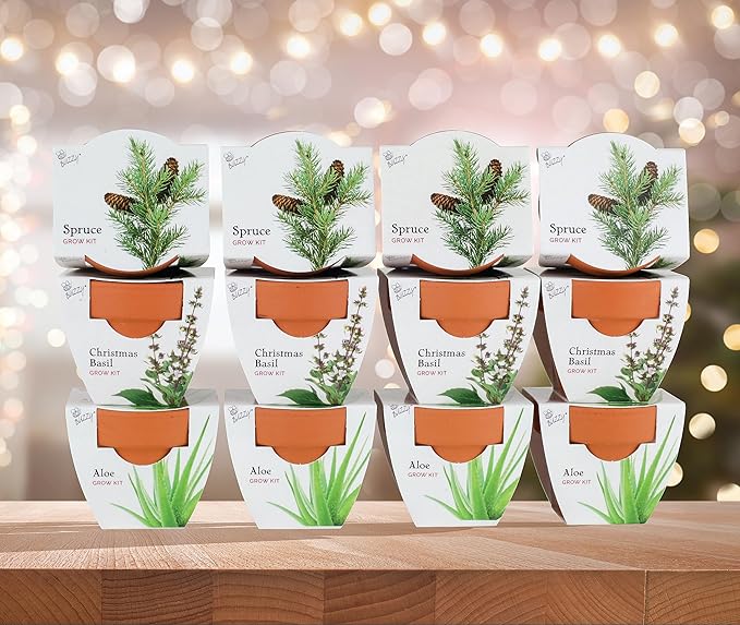 BUZZY Seeds Radiant Collection Grow Kits, 12-Pack Mini Terracotta Pots with Aloe, Christmas Basil, and Spruce Seed Packs,All-in-One Starter Set for All Ages, Gardening Gifts, Stocking Stuffers
