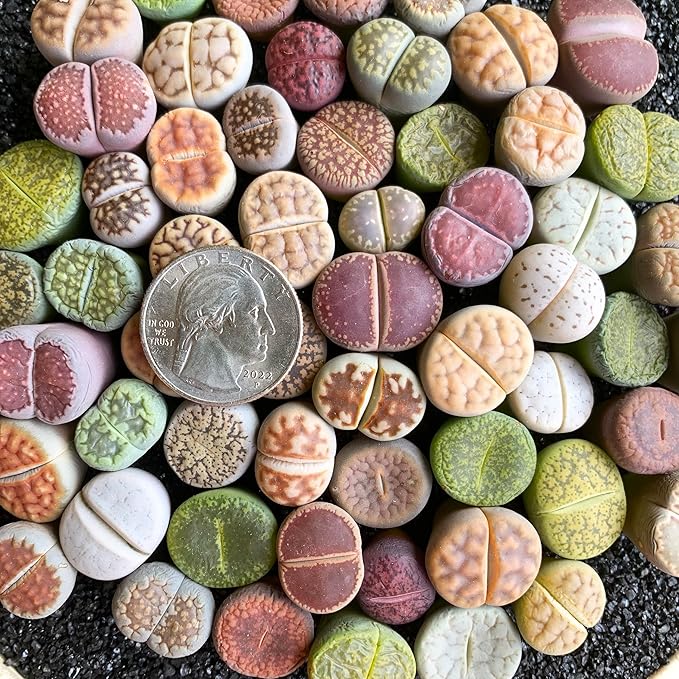 Lithops Large Random Mix Rare Live Succulent Plants, 30/50/100 Pcs 3 Years Bulk Succulent Live Plant, Bare Root Without Pot Soil, Garden Indoor, Plant Lover Gifts