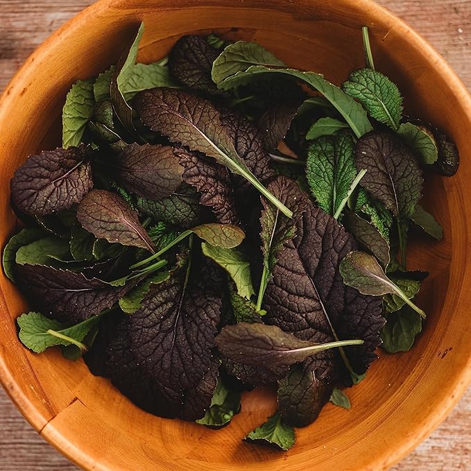 Red Giant Mustard - 500 Seeds - Japanese Heirloom, Great for Containers, Non-GMO Purple Mustard Seeds for Planting, Grow Your Own Salad Greens Indoors or Outdoors, Thresh Seed Company