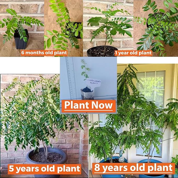 Curry Leaf Plant. Live Plant. Fragrant, Beautiful, Edible. Easy Grow. Indian Cooking Must Have. Murraya Koenigii. (2 Cups)