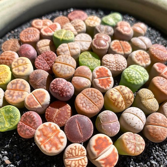 Lithops Random Mix Rare Live Succulent Plants, 30/50/100 Pcs Succulent Live Plant, Bare Root Without Pot & Soil, Indoor Office, Friend Plant Lovers Gifts