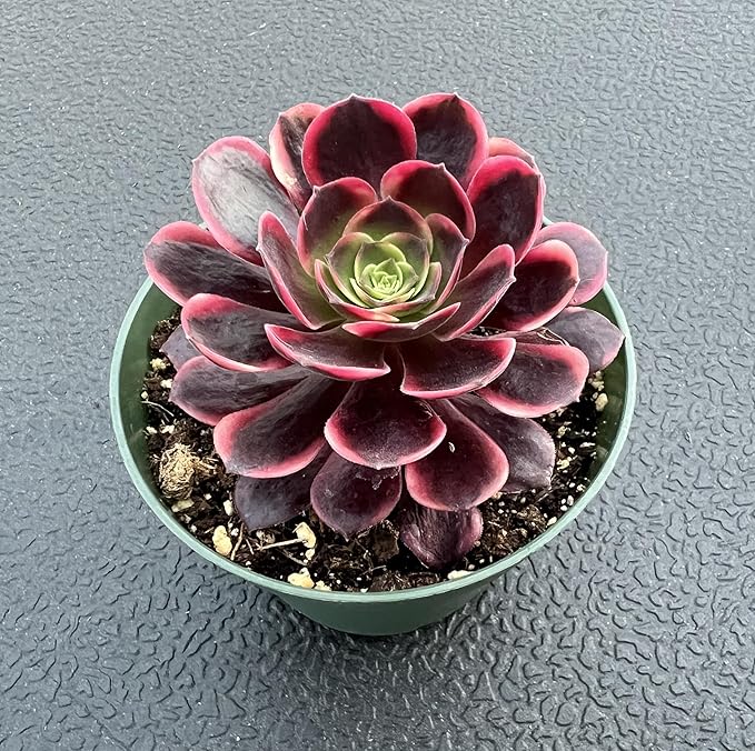 Sprout N Green Aeonium 'Superbang', Live Rare Succulent Potted 4" Planter, Real House Plant for Party Favors Home Indoor Outdoor Garden Wedding Decoration DIY Projects