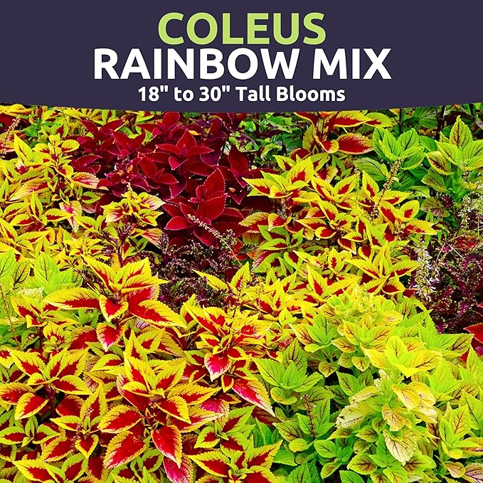 Coleus Rainbox Mix - Large 500mg Envelope - 1,500 Flower Seeds for Planting - Plectranthus scutellarioides
