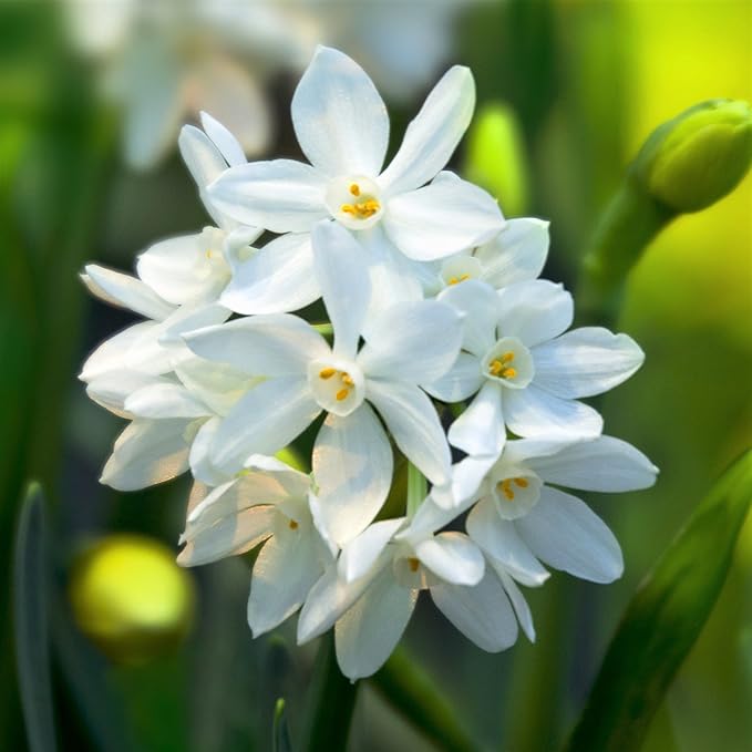 Easy to Grow Narcissus Paperwhite 'Ariel' Plant Bulbs (10 Pack) - Large Flower Bulbs for Indoor Forcing at Home, Fragrant Holiday Blooms
