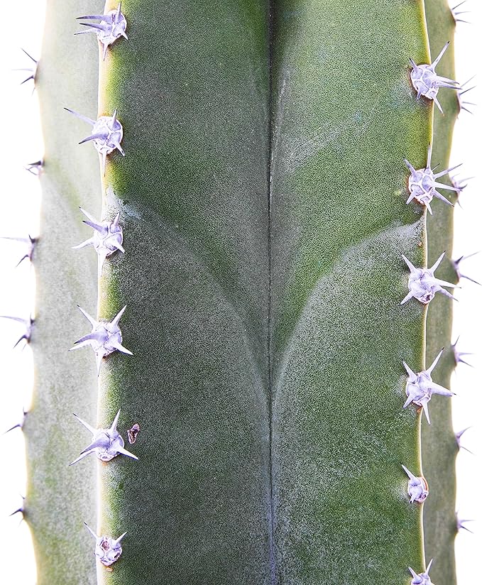 Cactus Outlet - Senita Live Cactus, Cactus Plants Live, Live Plants Indoor & Outdoor Use 12”-18”